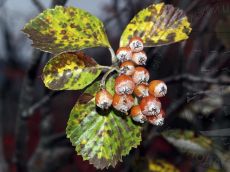 Sorbus-taurica_соплодие